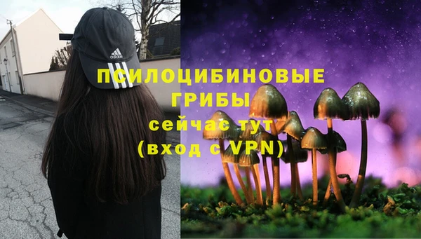 прущие грибы Новозыбков